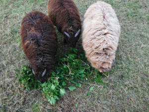The three 'boys' do a great job recycling our English ivy shearings into fertilizer.Before the ivy goes to seed and creates havoc elsewhere, we cut it back and feed it to the sheep who love the fresh greens in December.