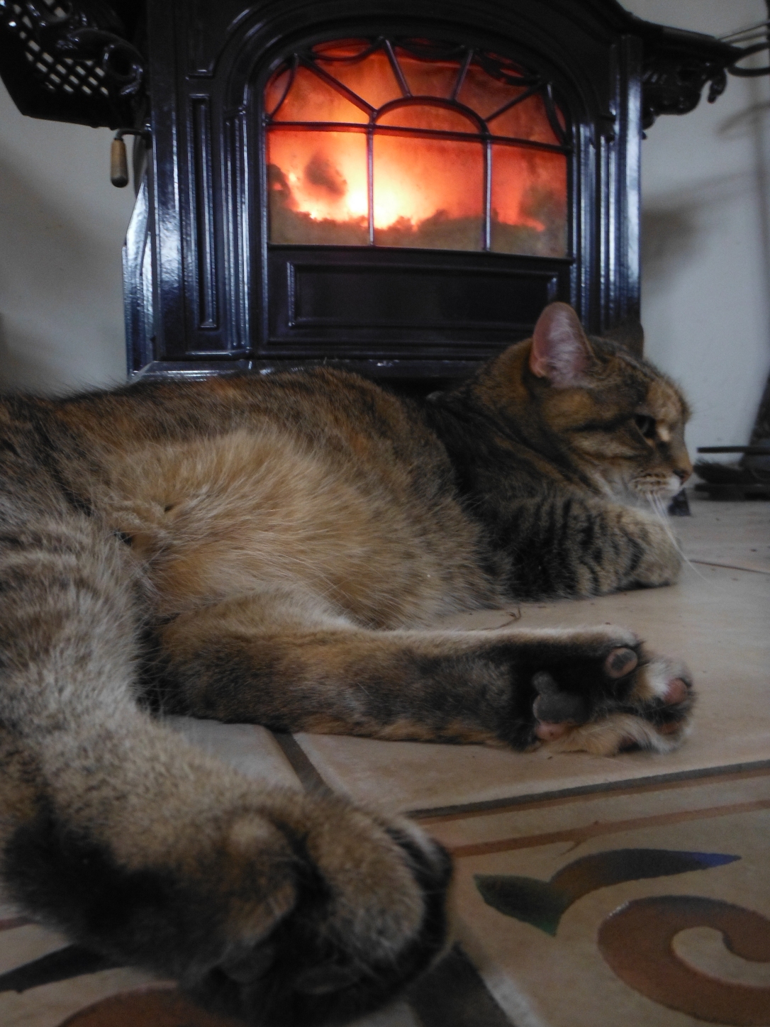 After six weeks of unrest, our foster feline has finally assumed her rightful place by the fire, with three dogs looking on in awe. Peace on earth and goodwill towards all creatures. Here we grow in 2013!