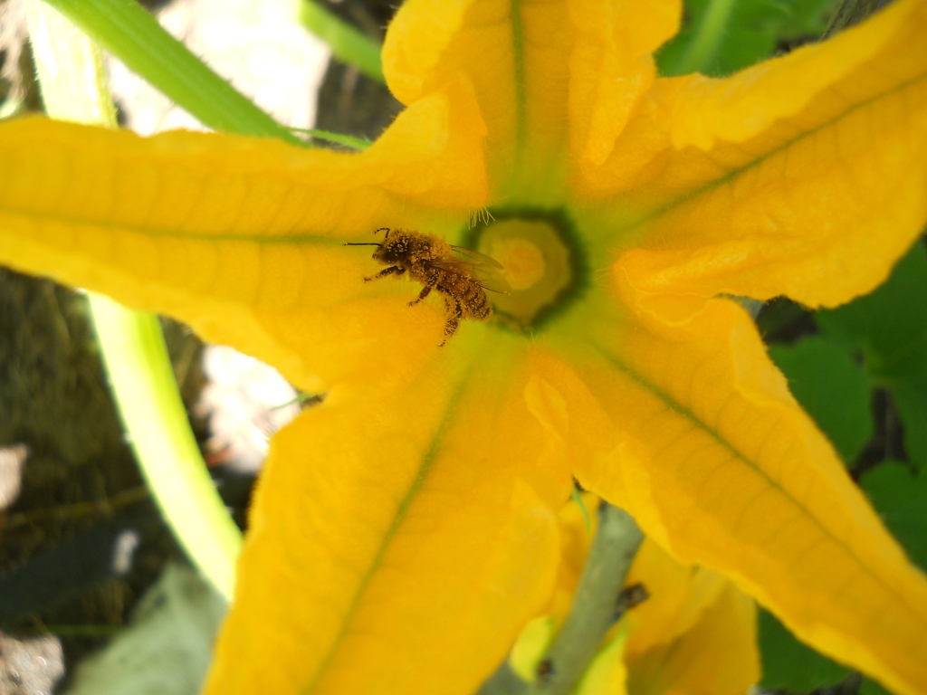 Honey bee in Styrian Pumpkin flower